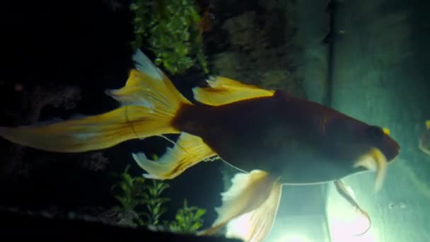 Złota Rybka Akwarium Ryby Pływają Wśród Zielonych Glonów Kamieni Medytacja — Wideo stockowe