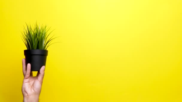 Man hand rising a pot with grass — Stock Video