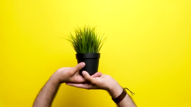 Deux mains levant un pot avec de l'herbe sur un fond jaune — Video