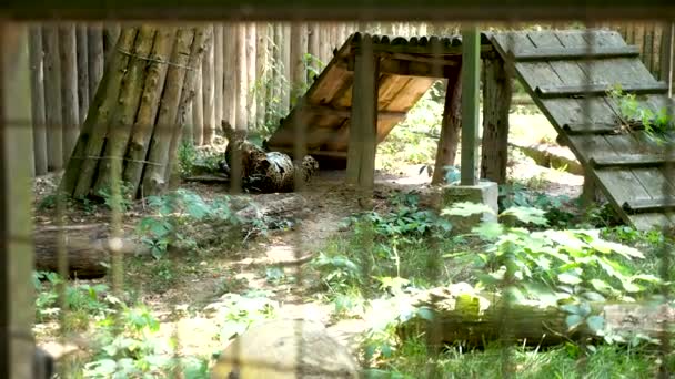 Ледачий четаз в клітці зоопарку котиться на спині — стокове відео