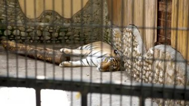 Koca kaplan hayvanat bahçesinde dinleniyor. Ağır çekim görüntüleri
