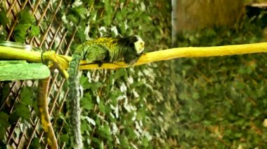 bir dalda oturan marmoset maymunu