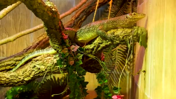 Common wall lizard in terrarium — Stock Video