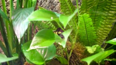 Küçük kurbağa - gezegendeki en zehirli kurbağa