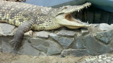 İki büyük timsahlar Terrerium hayvanat bahçesinde