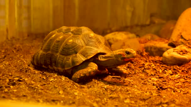 Tortuga en el terrario — Vídeo de stock