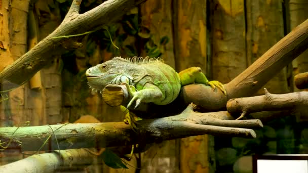 Reptil iguana en el terrario — Vídeo de stock