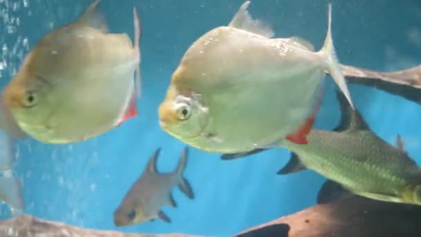 Багато різних риб в акваріумі — стокове відео