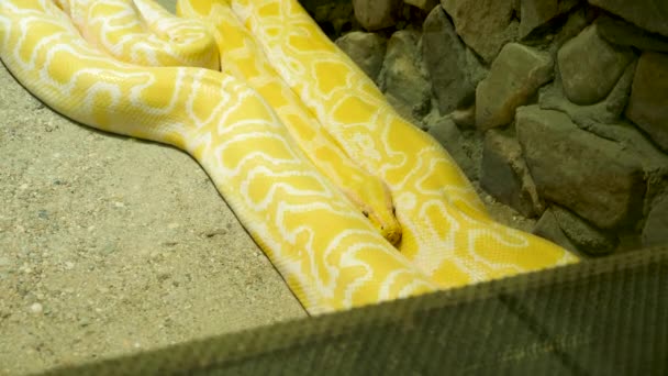 Μεγάλο κίτρινο και λευκό pythom στο terrarium — Αρχείο Βίντεο