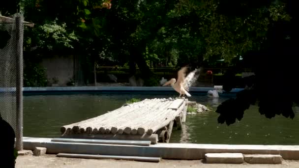 Grote pelikaan stapte uit het water en golven zijn vleugels — Stockvideo