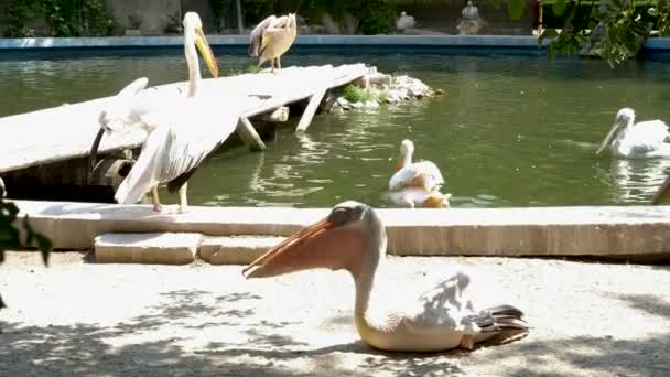 Muitos pelicanos no zoológico — Vídeo de Stock