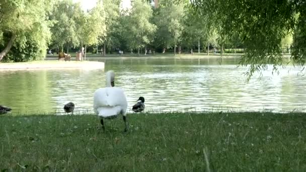 Cisne blanco caminando lentamente hacia el río — Vídeos de Stock