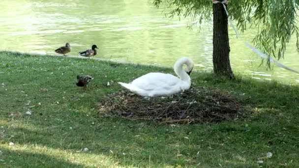 Swan på hennes bo nära en sjö — Stockvideo