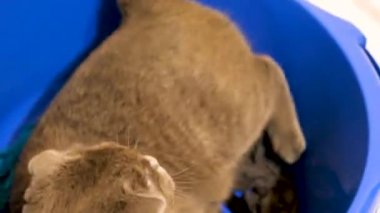 Mavi kapta oynarken çok güzel komik scotish kat yavru kedi