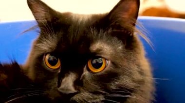 Güzel siyah Norveçli orman kedi mavi kapta portresi