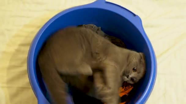 Vidéo d'amusement de chaton pliant écossais jouant dans un bol bleu — Video