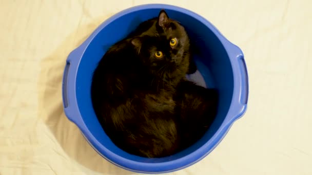 Забавное видео животного - большая черная лесная кошка, сидящая в голубой миске — стоковое видео