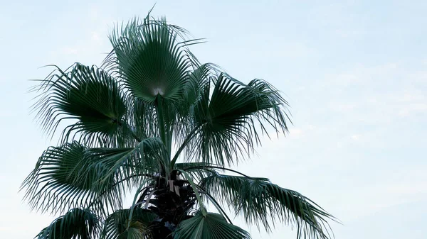 Palme am tropischen Strand bei Sonnenuntergang — Stockfoto