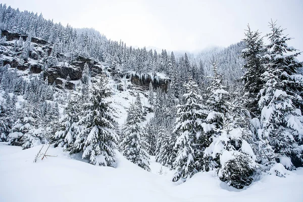 Hermoso paisaje de invierno con árboles sin nieve pesada — Foto de Stock