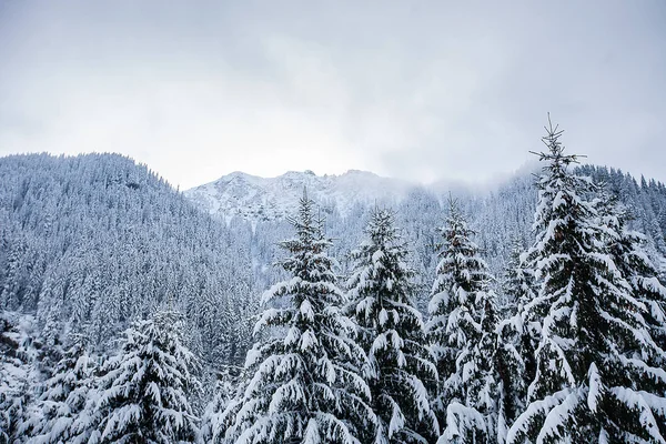 Beautiful winter landscape with trees unde heavy snow