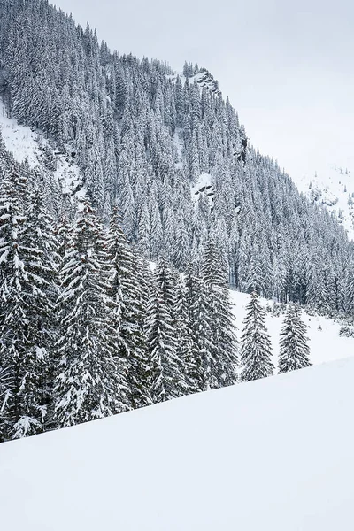 Abeto cubierto de nieve en el fondo de los picos de montaña. — Foto de Stock