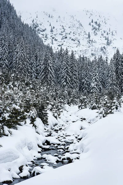 Abeto cubierto de nieve en el fondo de los picos de montaña. — Foto de Stock