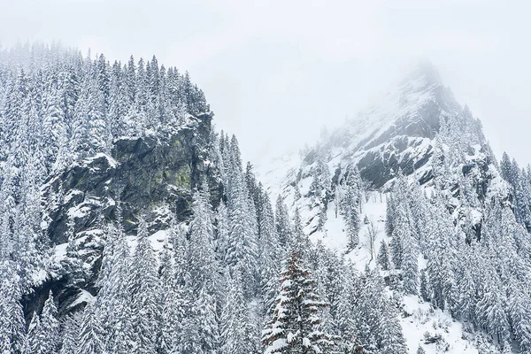 Abeto cubierto de nieve en el fondo de los picos de montaña. — Foto de Stock