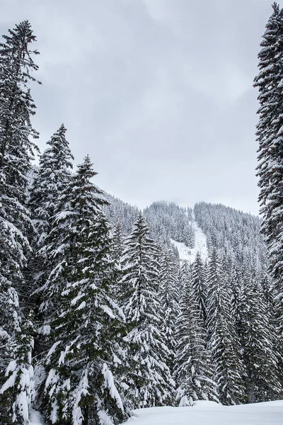 Nieve cayendo en hermoso bosque de pinos cubierto de nieve — Foto de Stock