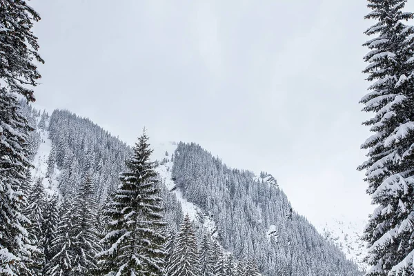 Nieve cayendo en hermoso bosque de pinos cubierto de nieve — Foto de Stock
