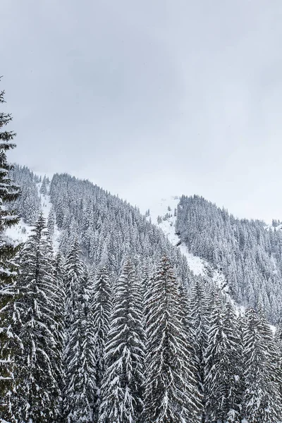 Neve caindo em bela floresta de pinheiros coberta de neve — Fotografia de Stock