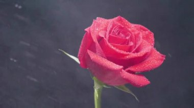 Kırmızı döner üzerinde su damlar siyah, dumanlı arka plan üzerinde gül