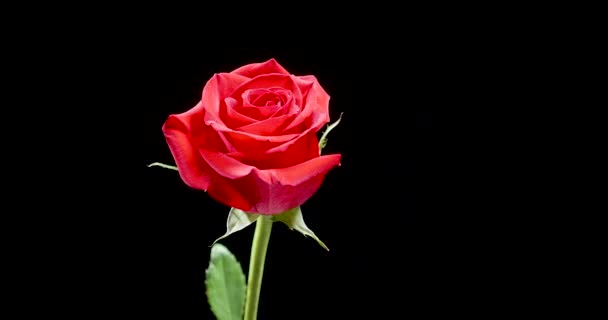 Beautiful, bloomed red rose slowly spins over black background