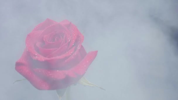 Humo blanco denso sobre una rosa roja — Vídeos de Stock