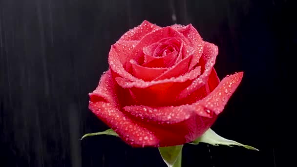 L'acqua si riversa delicatamente su una rosa girevole rossa — Video Stock