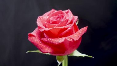 Kırmızı bir gül üzerinde hareketli duman küçük beyaz bulutlar yaprakları üzerinde kristal berraklığında su damlaları