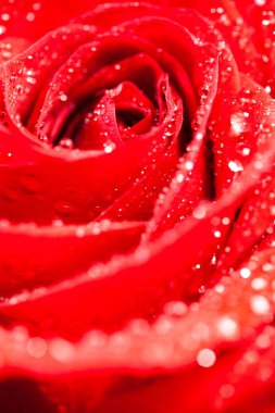 Siyah arka plan üzerinde yağmur damlaları ile doğal pembe makro fotoğrafı