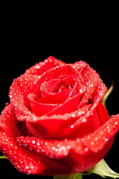 Zbliżenie obraz kolorowej czerwonej róży na czarnym tle — Zdjęcie stockowe