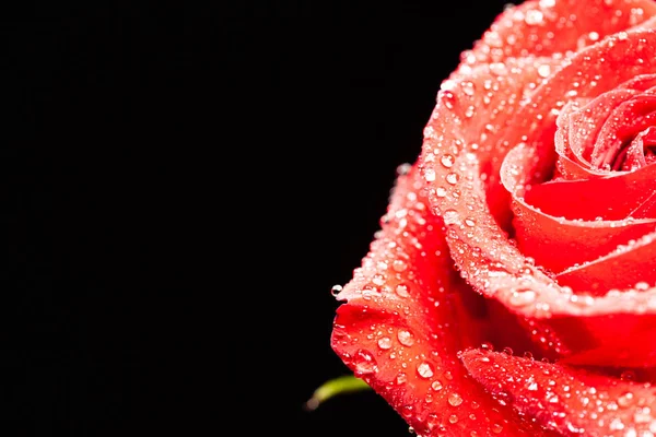Όμορφο κόκκινο τριαντάφυλλο με σταγόνες βροχής που απομονώνονται σε μαύρο φόντο — Φωτογραφία Αρχείου