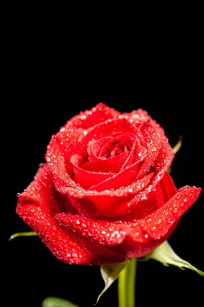 Piękna rozkwitła czerwona róża z deszczem spada na czarnym tle — Zdjęcie stockowe