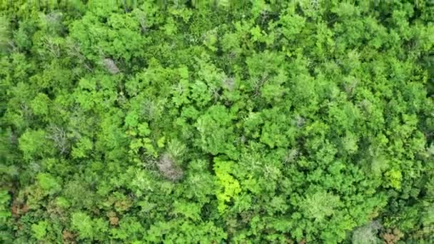 Yoğun ormanın hava görüntüleri yukarı gidiyor — Stok video