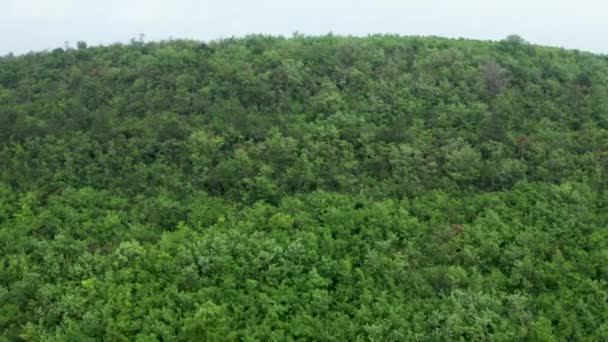 Vue aérienne d'une belle forêt mixte dense 
