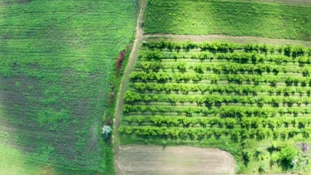 Imágenes aéreas de arriba hacia abajo del campo verde — Vídeos de Stock