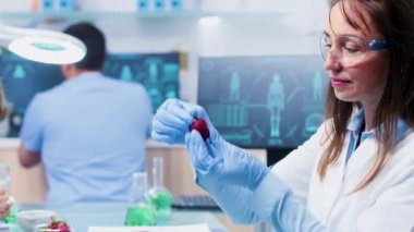 Bilim adamları deneyler için meyve test ediyor