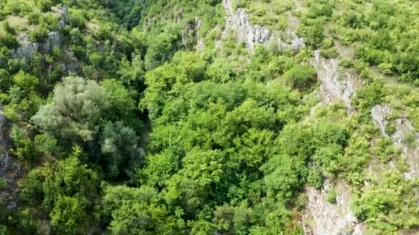 Levantando imágenes de drones de bosque verde en un cañón — Vídeo de stock