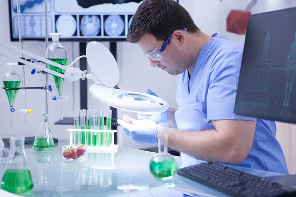 Giovane scienziato che guarda attraverso una lente d'ingrandimento su una fragola in un laboratorio di ricerca — Foto Stock