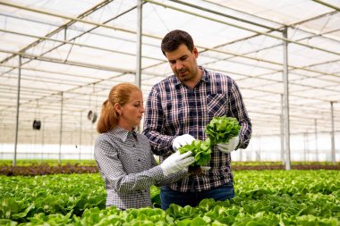 İki araştırmacı modern bir serada salata bitkileri analiz