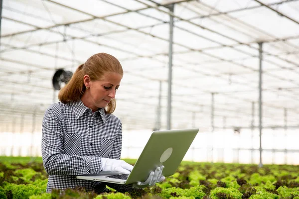 Researcher woman notices something in laptop while sitting next to a salad plantation — Stock Photo, Image