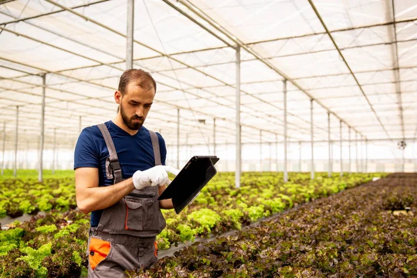 Worker boy taps something on a tablet near a salad plantation — Stock Photo, Image