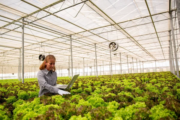 Female researcher with laptop in hand examines salad plants — Stock Photo, Image