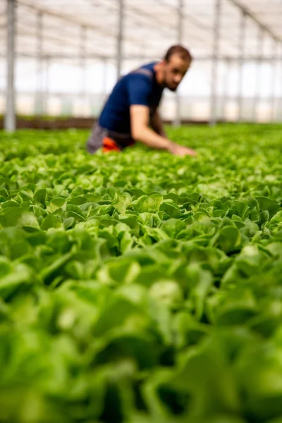 Trabalhador trabalhando em segundo plano entre plantas de salada — Fotografia de Stock